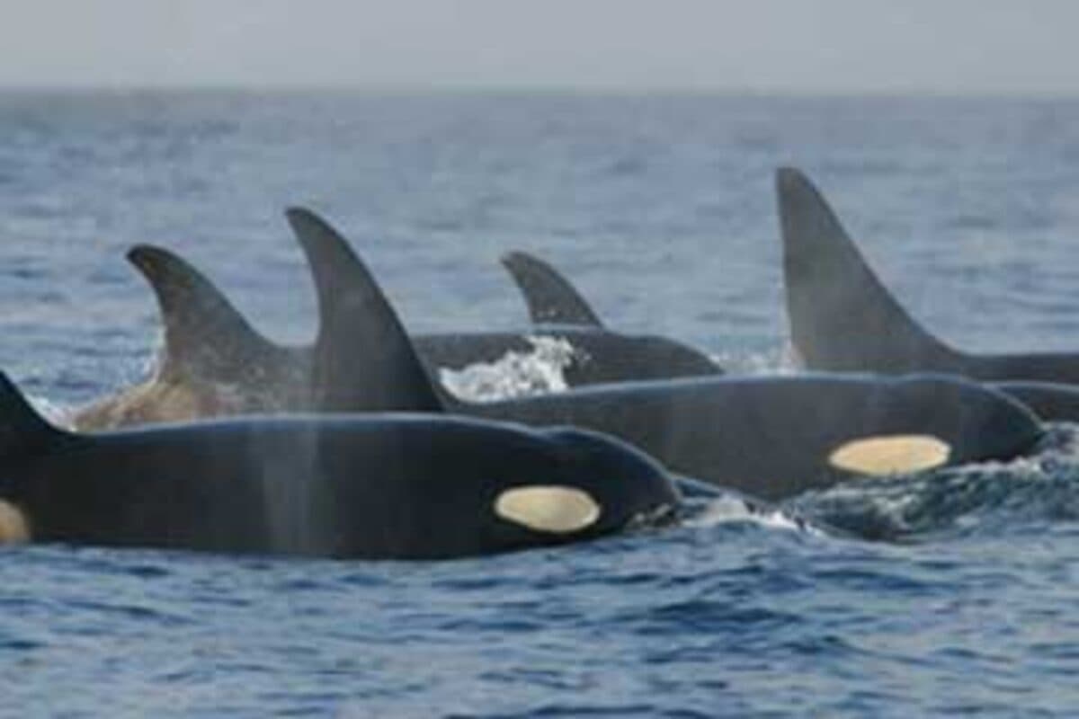 Orca Whale Watching Season Opens