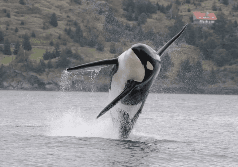Be Whale Wise: Stay 1,000 Yards Away